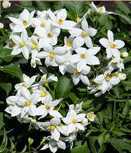 Large 8ft 9ft inc - pot, hardy